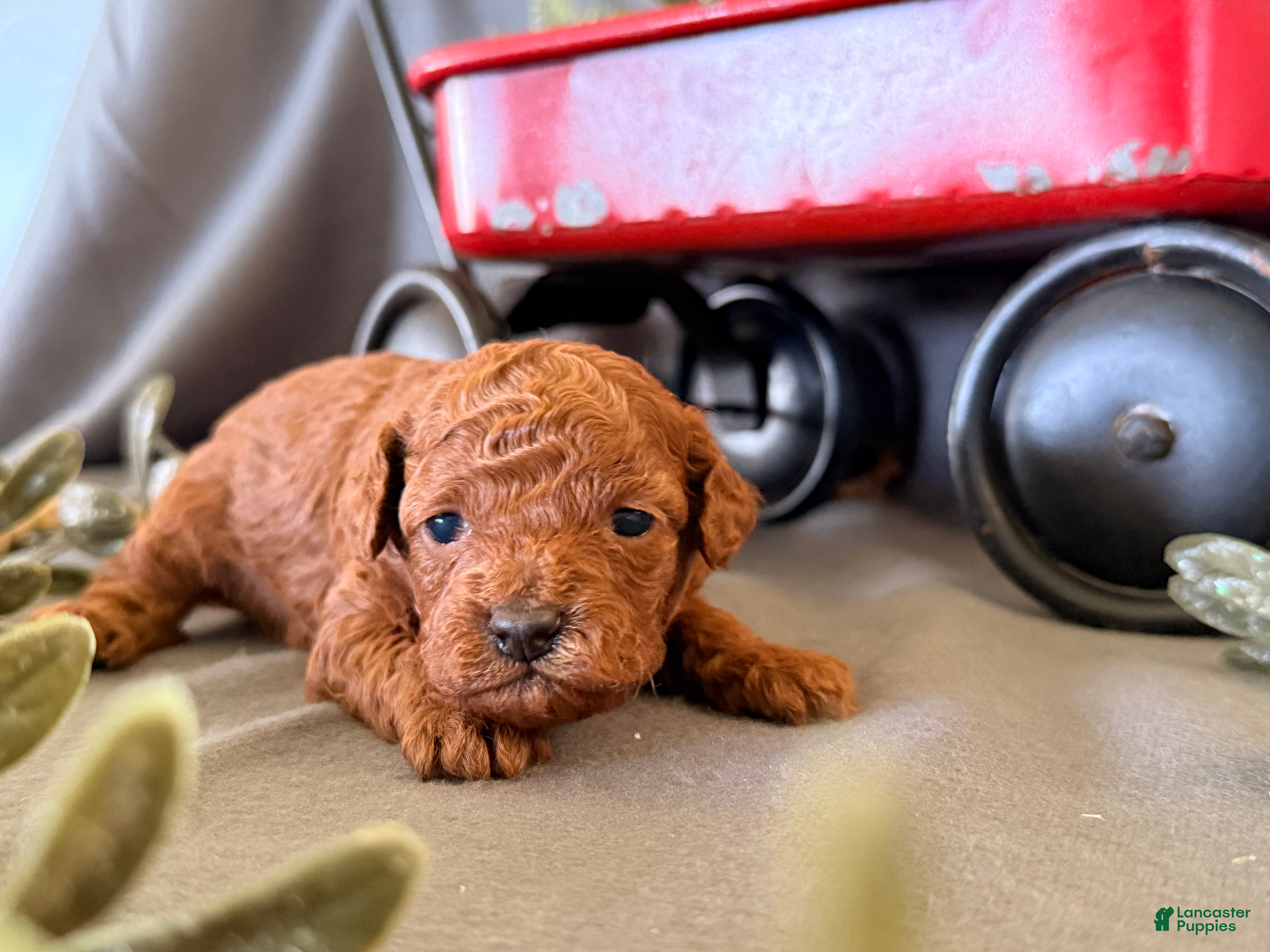 Toy Poodle dogs Rain - Ad 2