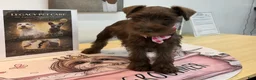 Miniature Schnauzer dogs for sale: Dutches - Ad 7