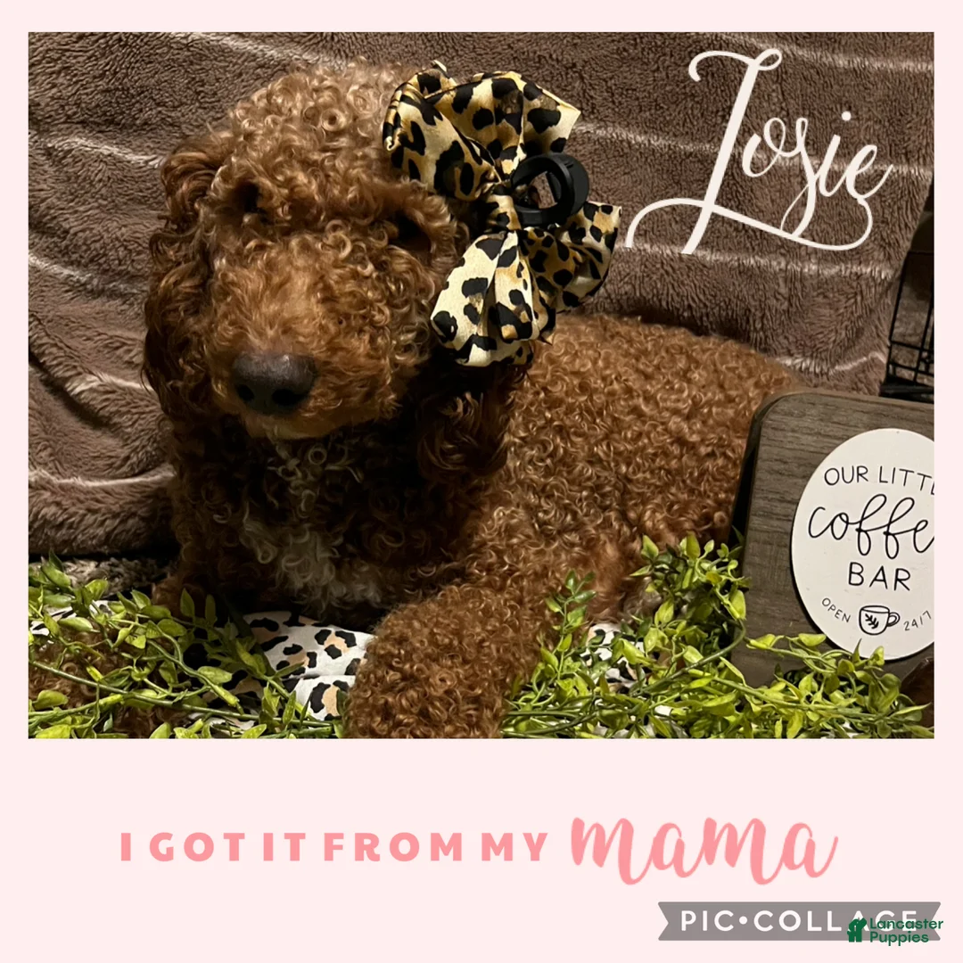 Miniature Poodle dogs for sale: Dunkin - Ad 2