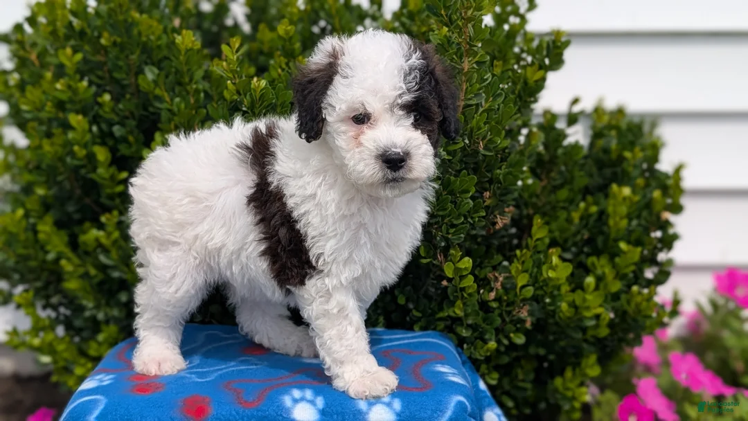 Mixed Breed dogs for sale: Dash - Ad 2