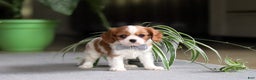 Cavalier King Charles Spaniel dogs for sale: Asher - Ad 11