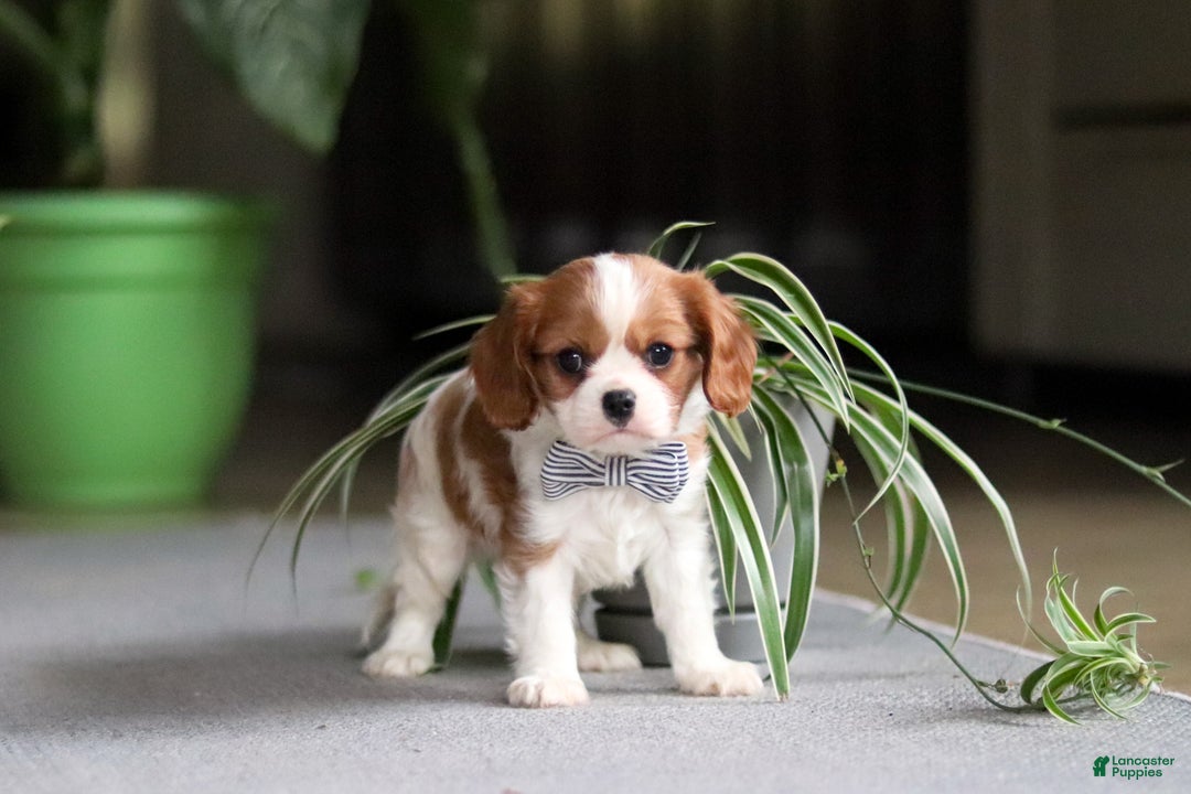 Cavalier King Charles Spaniel dogs for sale: Asher - Ad 11
