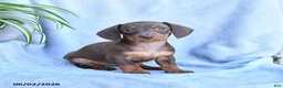 Miniature Dachshund dogs for sale: Beauty - Ad 3