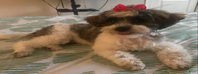 Harli