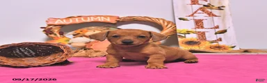 Myra