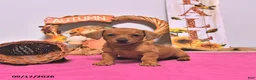 Dachshund dogs for sale: Myra - Ad 1