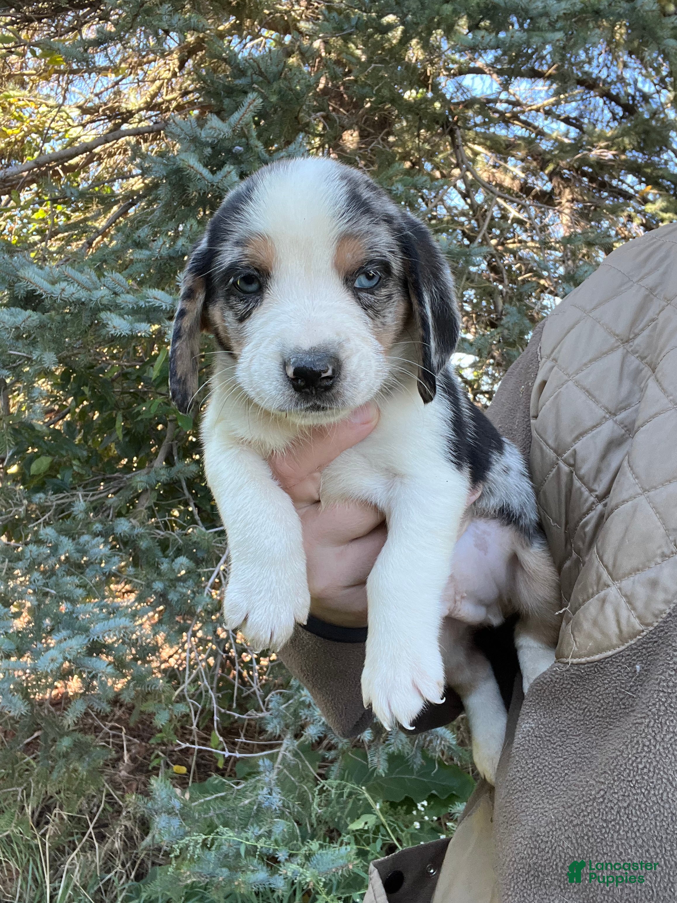 Mixed Breed dogs Male #1 - Ad 23