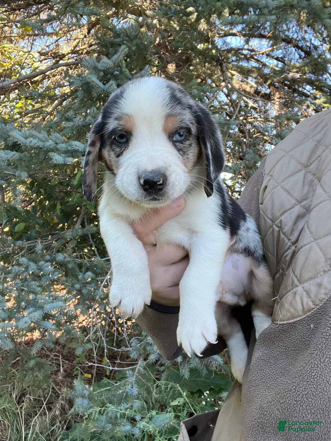 Mixed Breed dogs for sale: Male #1 - Ad 1