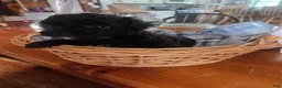 Toy Poodle dogs for sale: Toy Poodle 1 - Ad 6