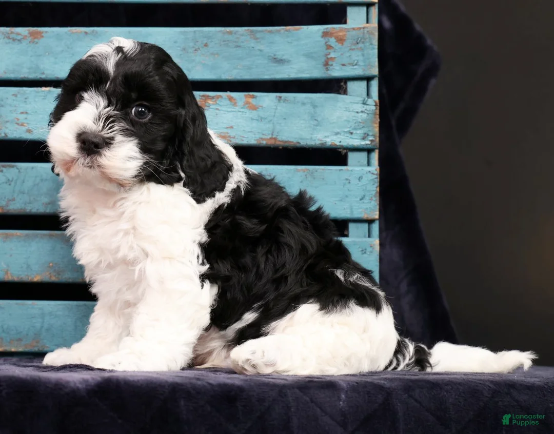 Cavapoo dogs for sale: Norris - Ad 2