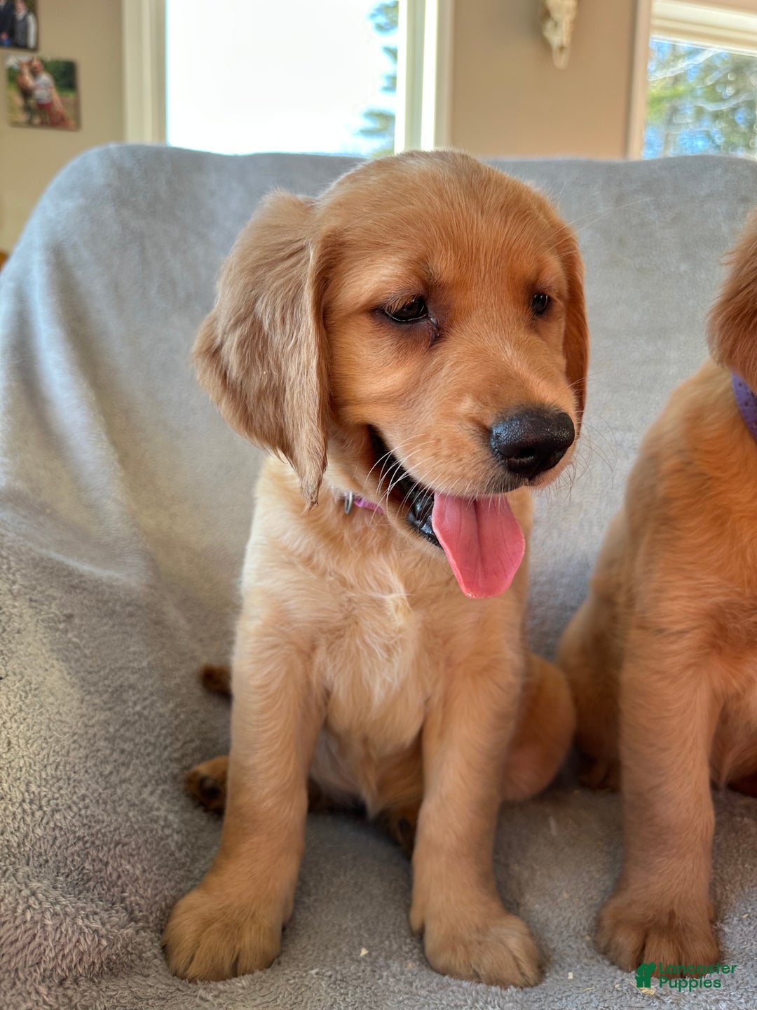 Mixed Breed dogs for sale: Purple/white collar  - Ad 1