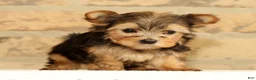 Yorkshire Terrier dogs for sale: Princess - Ad 4