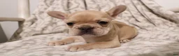 French Bulldog dogs for sale: Luna - Ad 7
