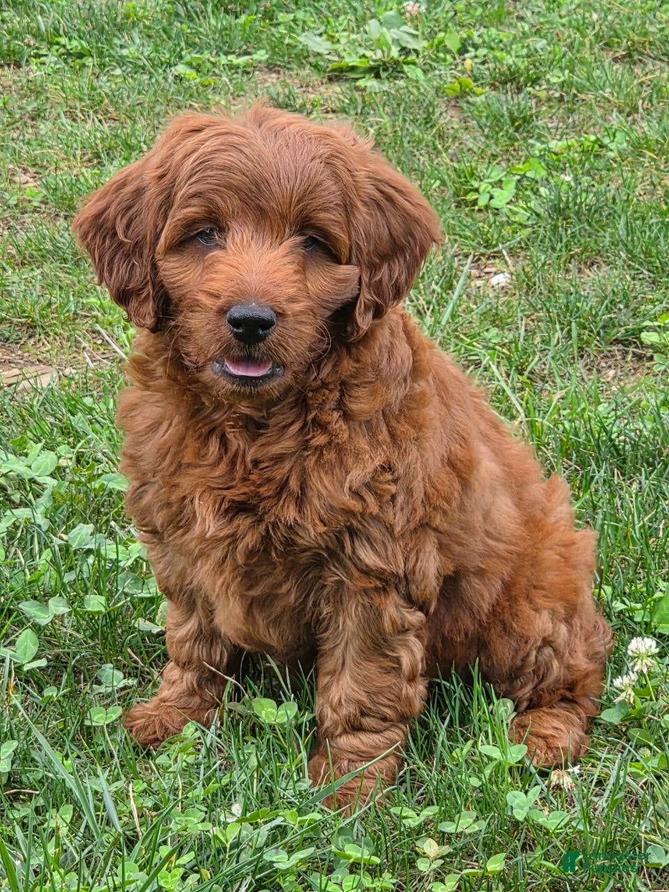 Mini Goldendoodle dogs Archie - Ad 2