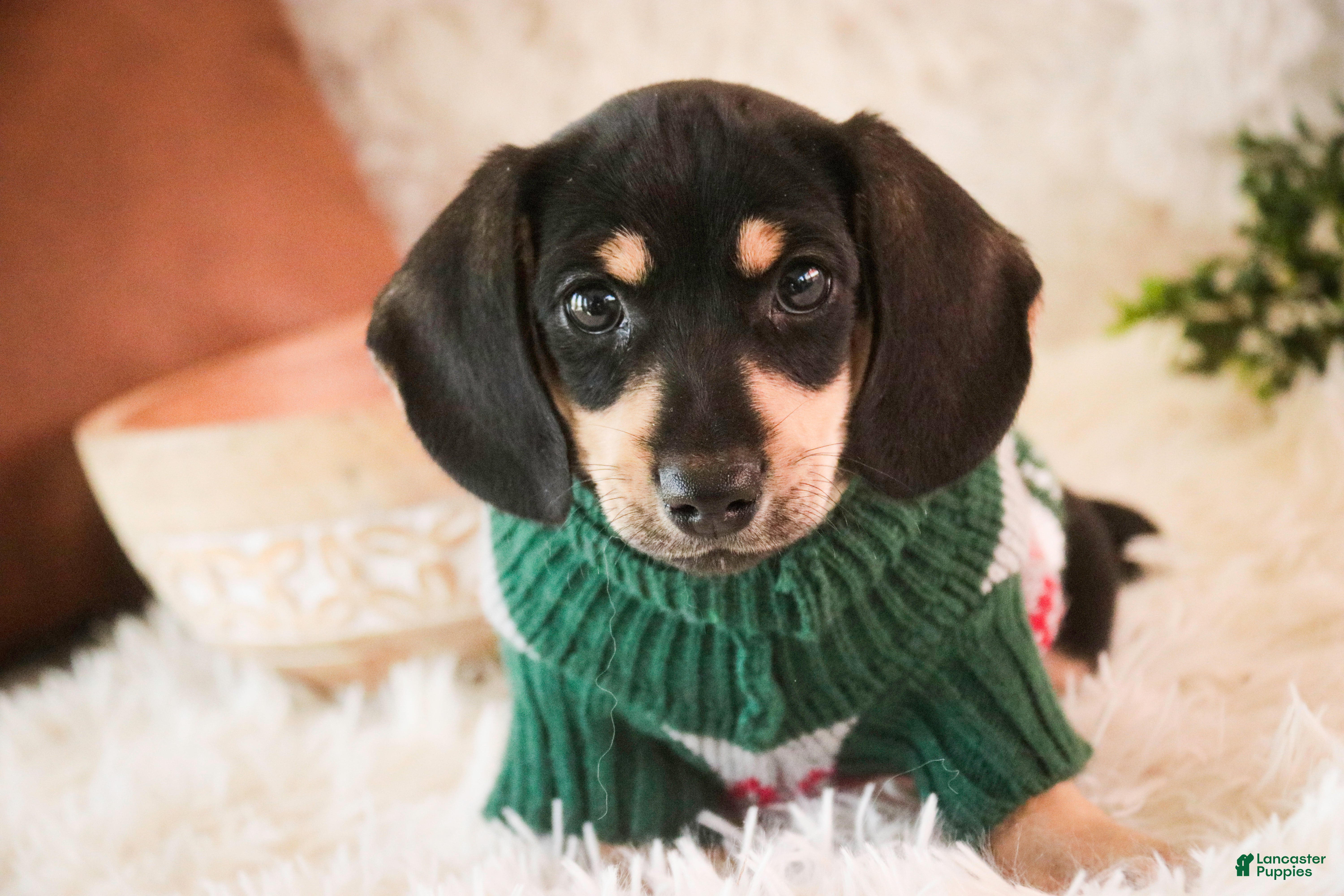 Miniature Dachshund dogs Bart - Ad 1