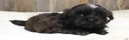 Shih Tzu dogs for sale: Lucy - Ad 3