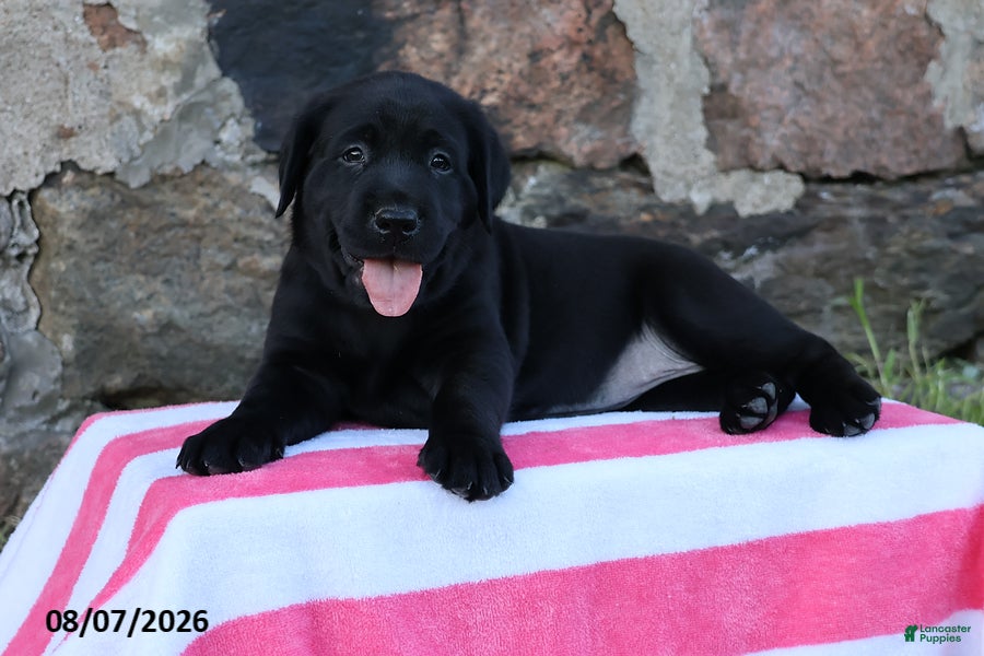 Goldador dogs Jetta - Ad 1