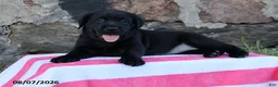 Goldador dogs for sale: Jetta - Ad 1