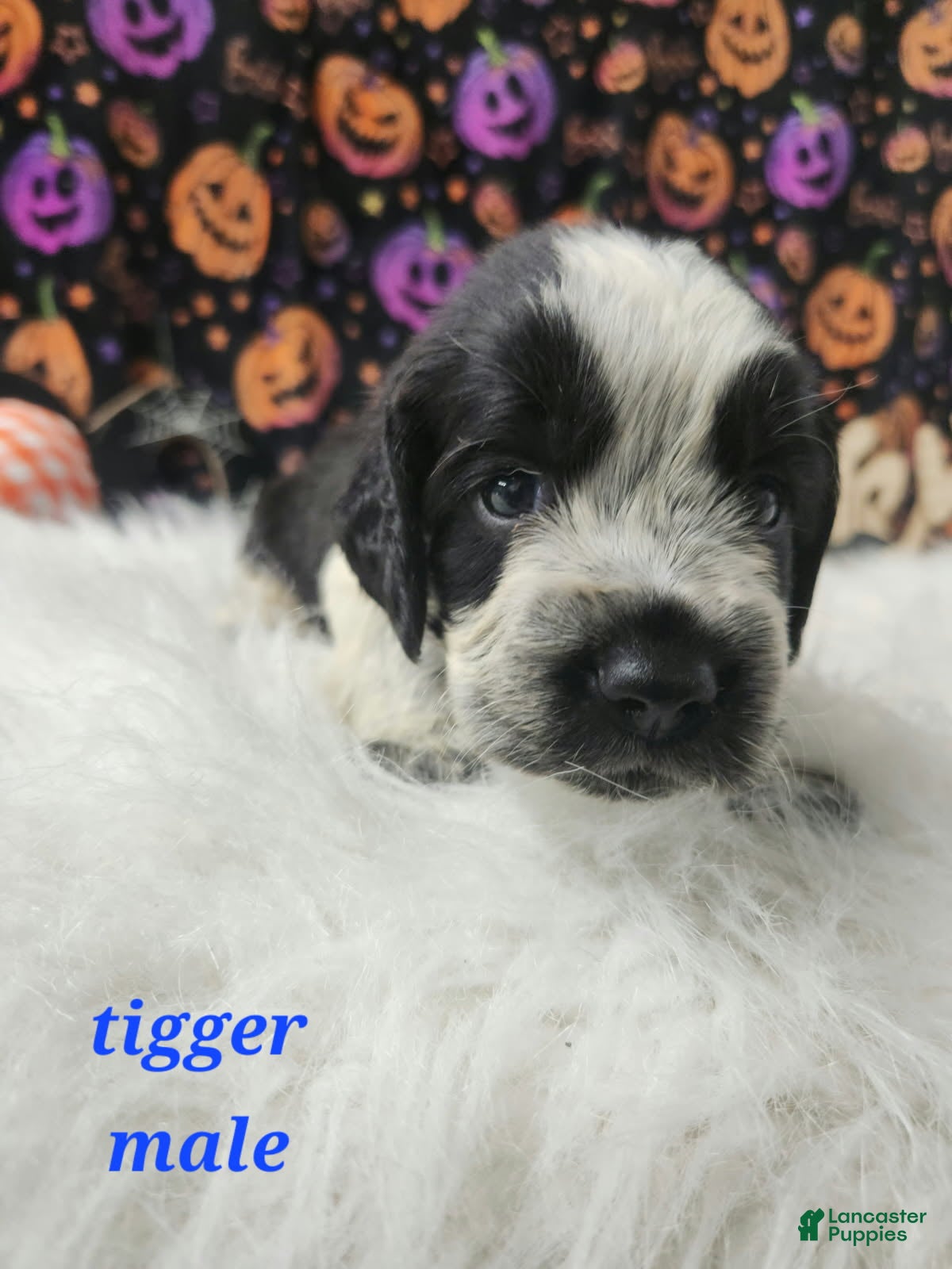 English Springer Spaniel Puppies for sale in South Carolina