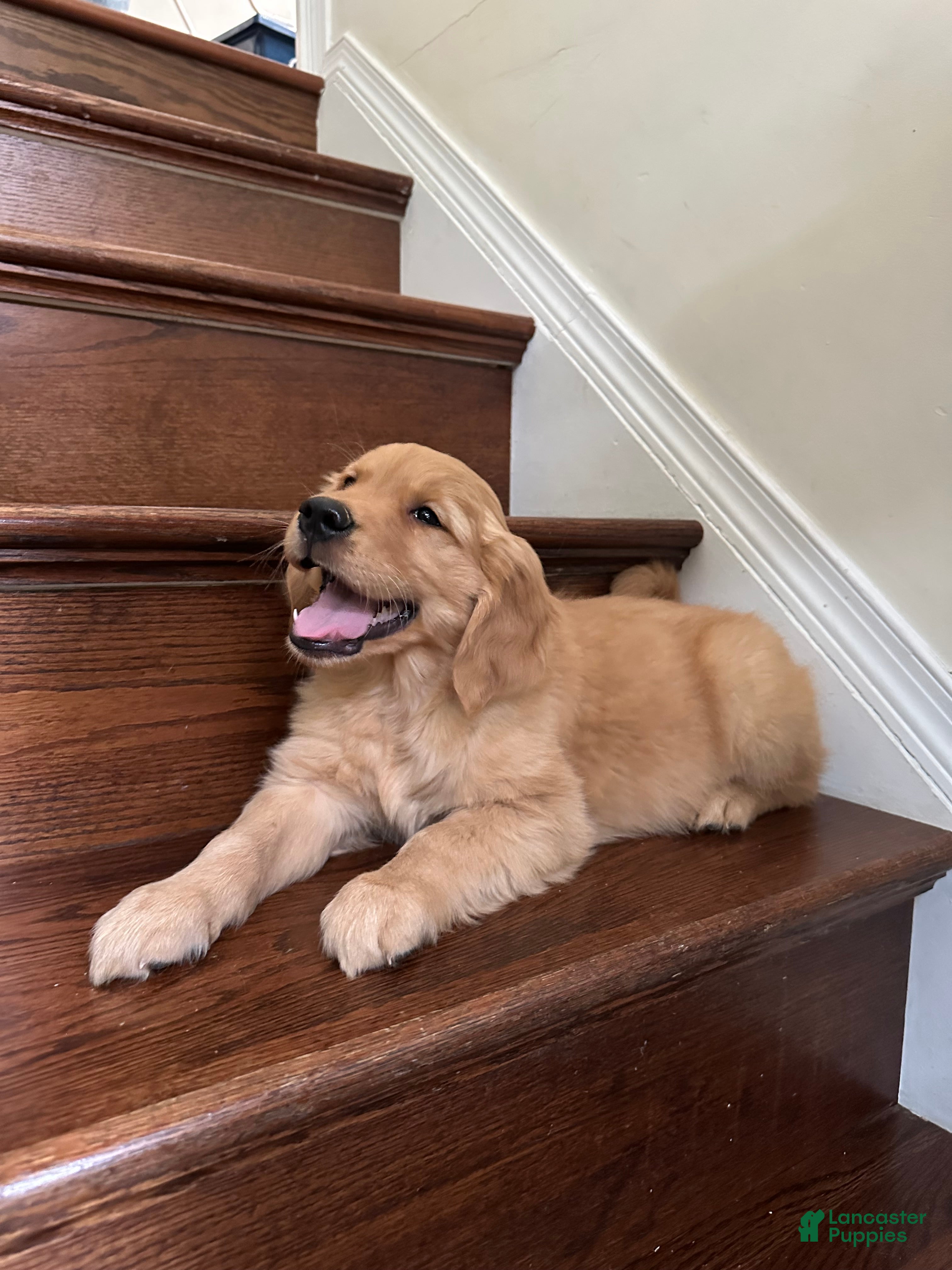 Golden Retriever dogs Guss - Ad 32