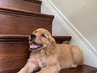 Golden Retriever dogs Guss - Ad 24