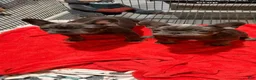 French Bulldog dogs for sale: Jace - Ad 1