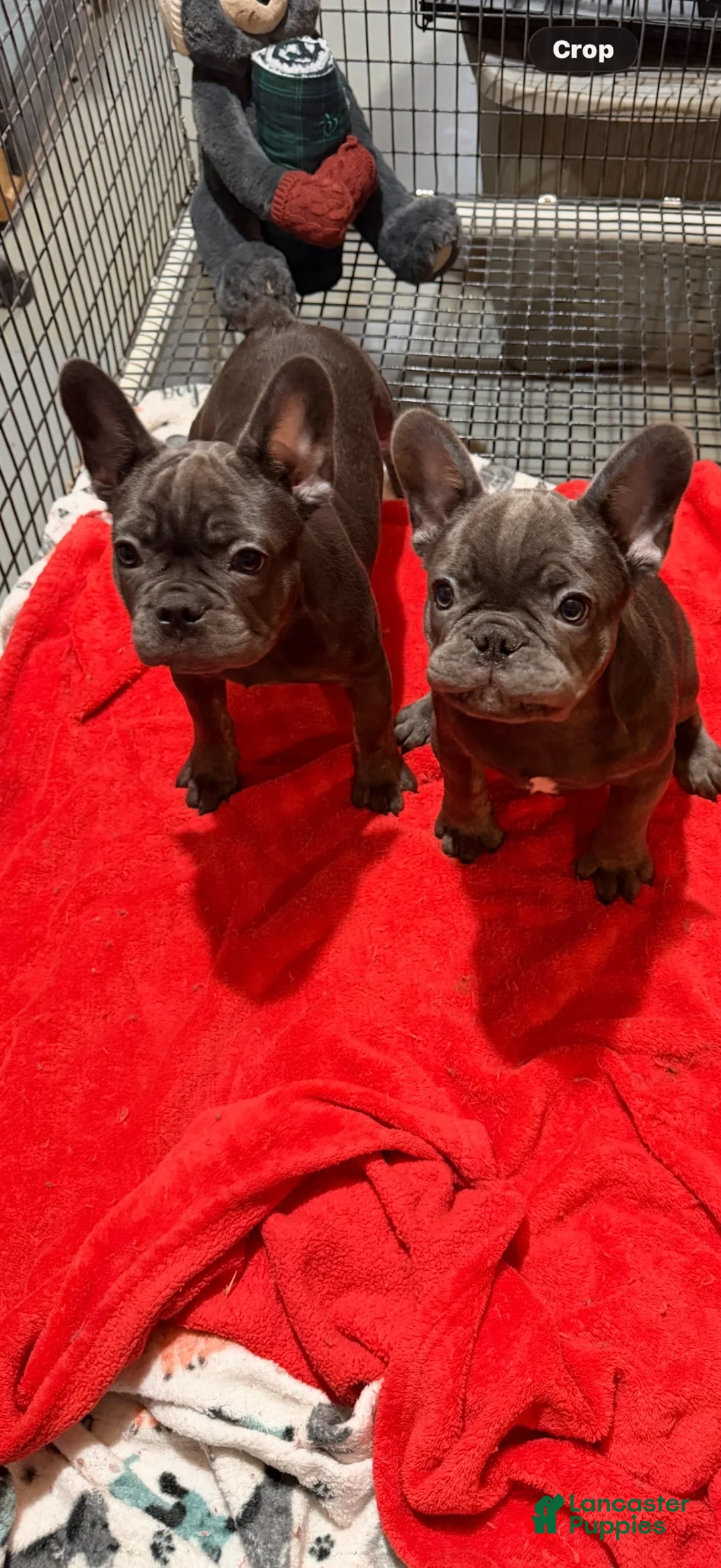 French Bulldog dogs for sale: Jace - Ad 1