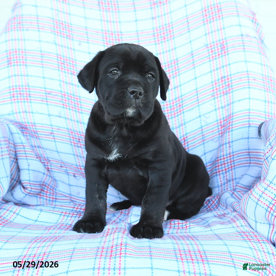 Cane Corso dogs Stella - Ad 2