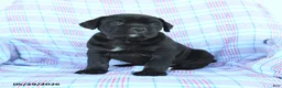 Cane Corso dogs for sale: Stella - Ad 2