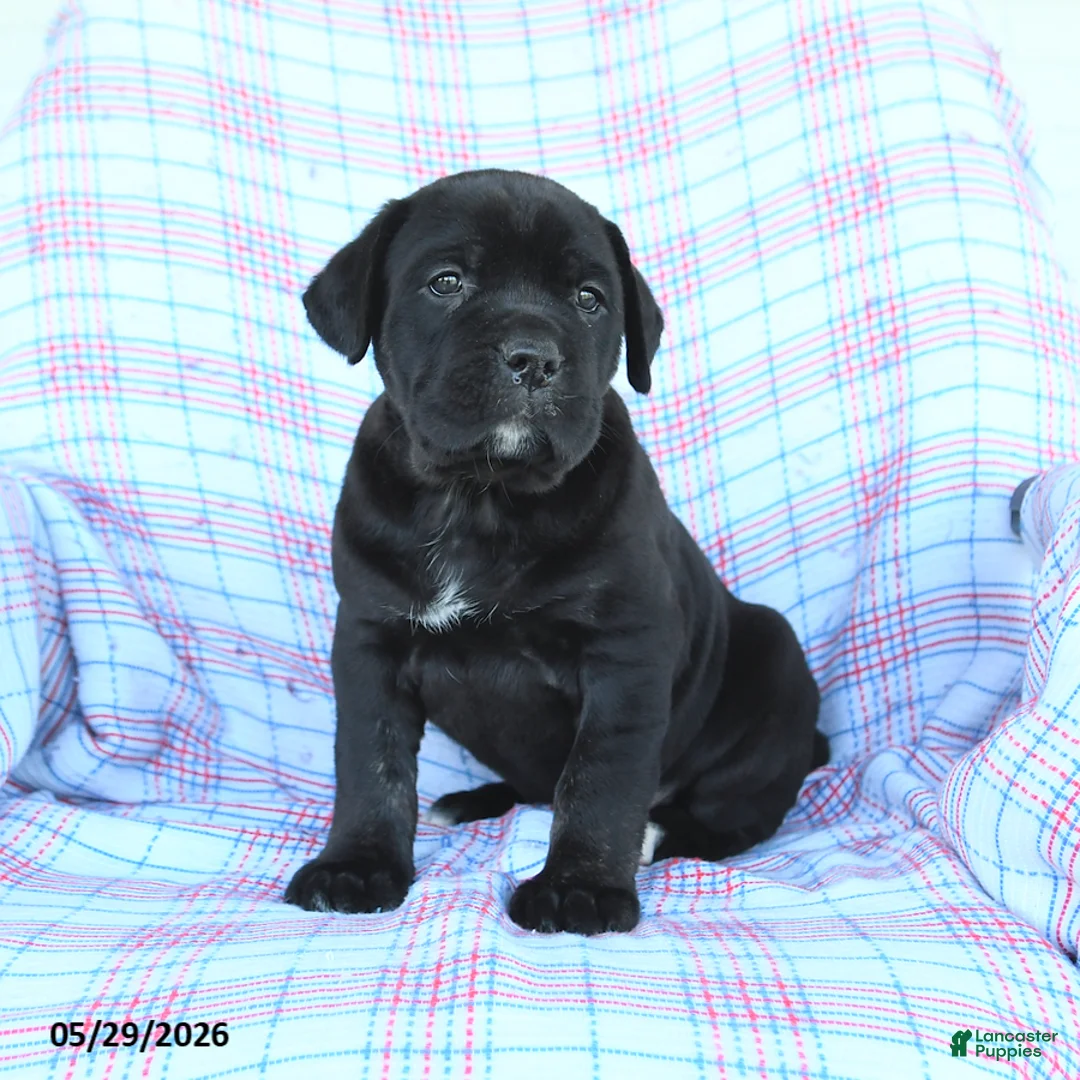 Cane Corso dogs for sale: Stella - Ad 2