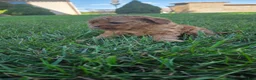 Cavapoo dogs for sale: Hudson - Ad 6