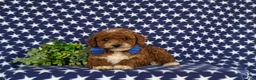 Toy Poodle dogs for sale: Riggs - Ad 5