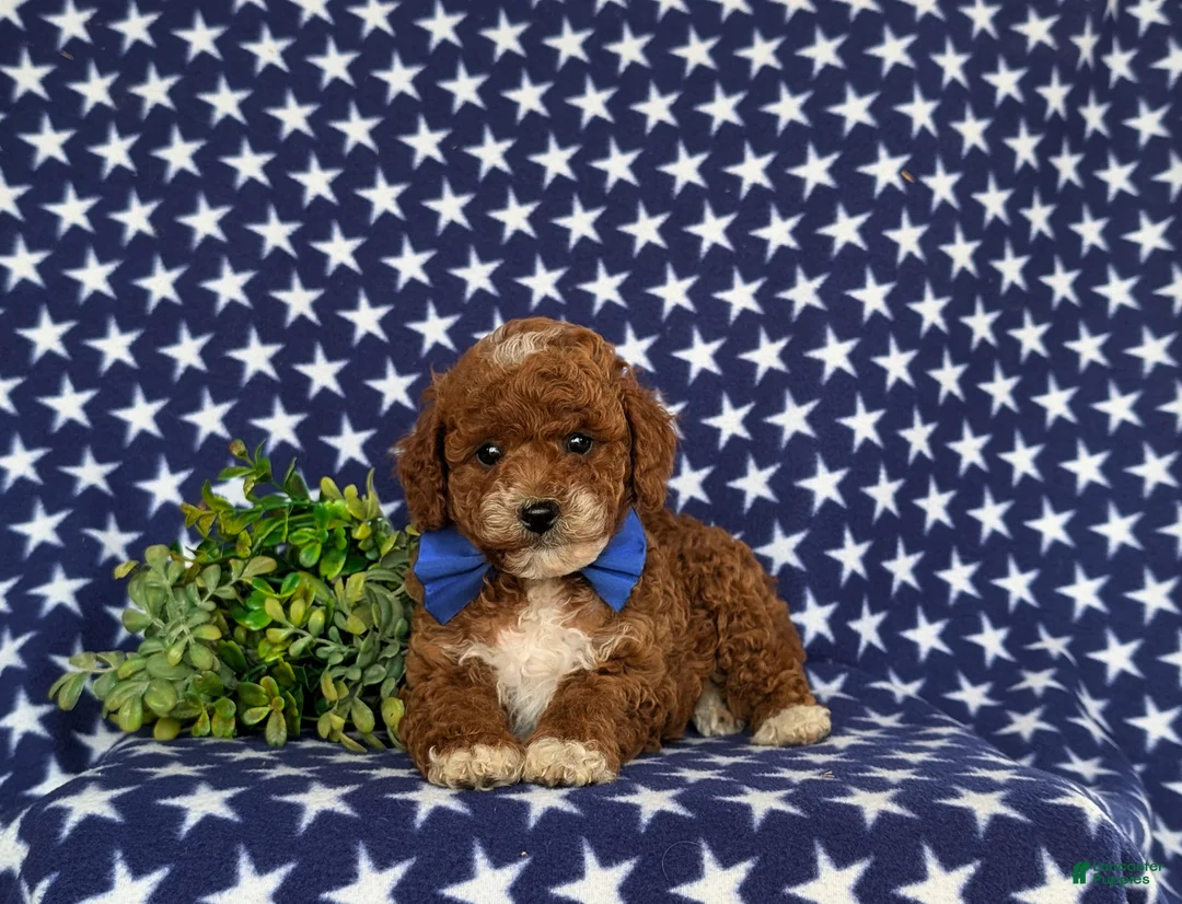 Toy Poodle dogs for sale: Riggs - Ad 5