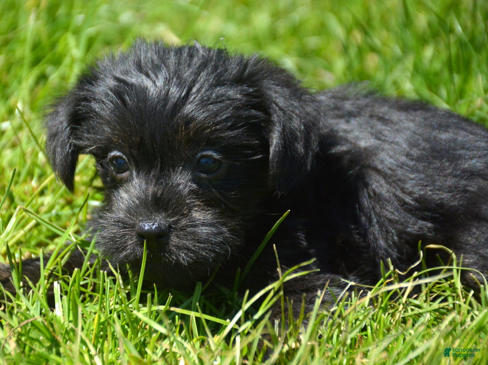 Yorkiepoo dogs Yorkiepoo Penny - Ad 32