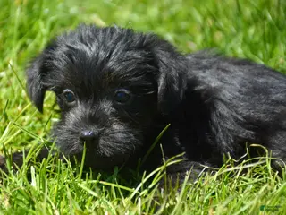 Yorkiepoo dogs Yorkiepoo Penny - Ad 32