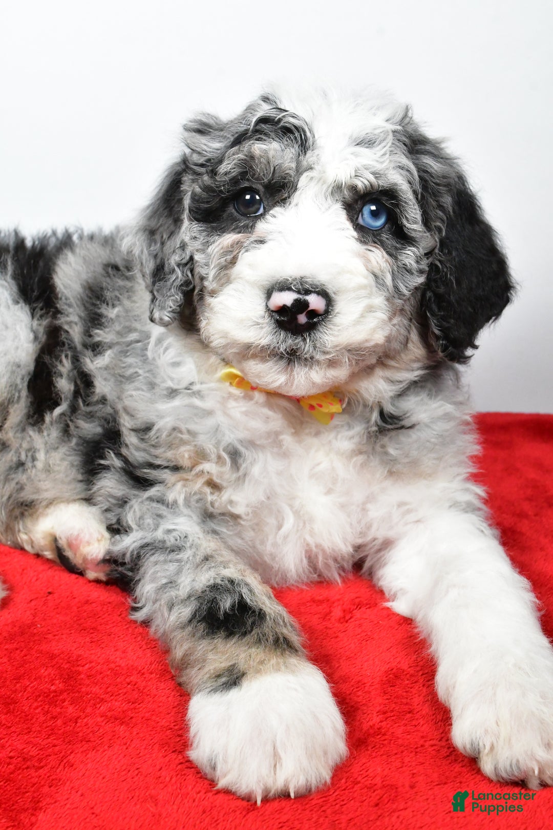 Sheepadoodle dogs for sale: Max - Ad 3