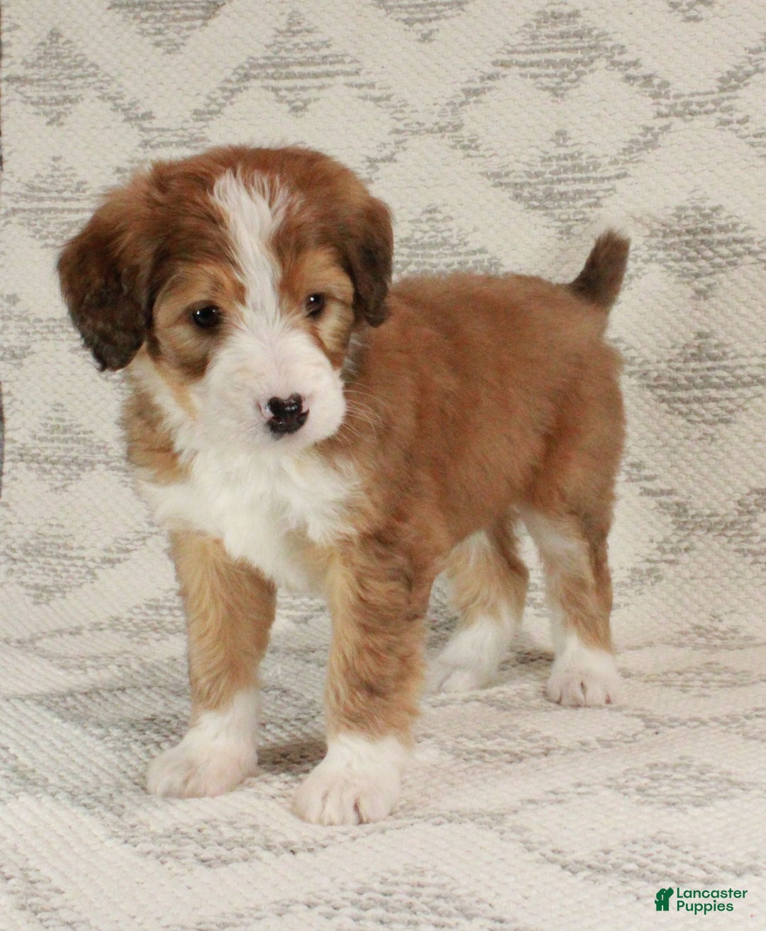 Bernedoodle dogs for sale: Sammy  - Ad 5
