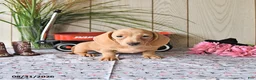 Miniature Dachshund dogs for sale: Rex - Ad 8