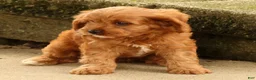Cavapoo dogs for sale: Jody - Ad 9