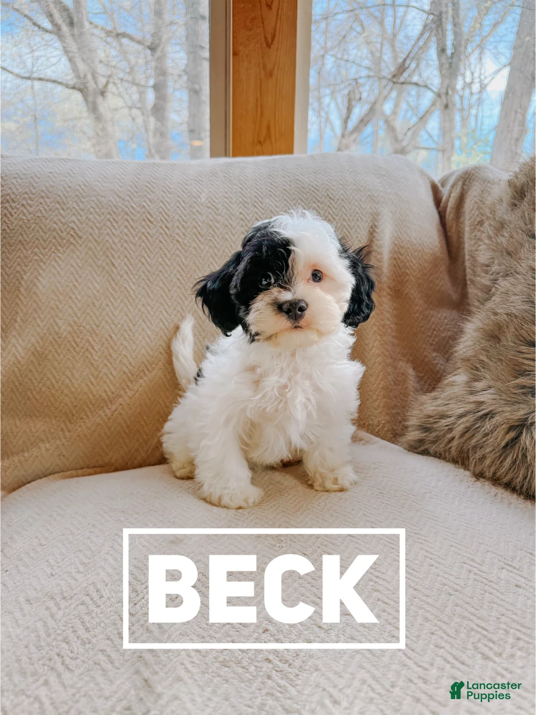 Cavapoo dogs for sale: Beck - Ad 1