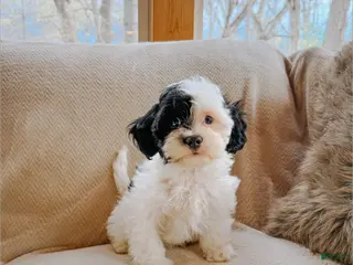 Cavapoo dogs Beck - Ad 17