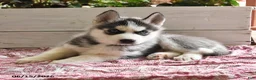 Siberian Husky dogs for sale: Snickers - Ad 3
