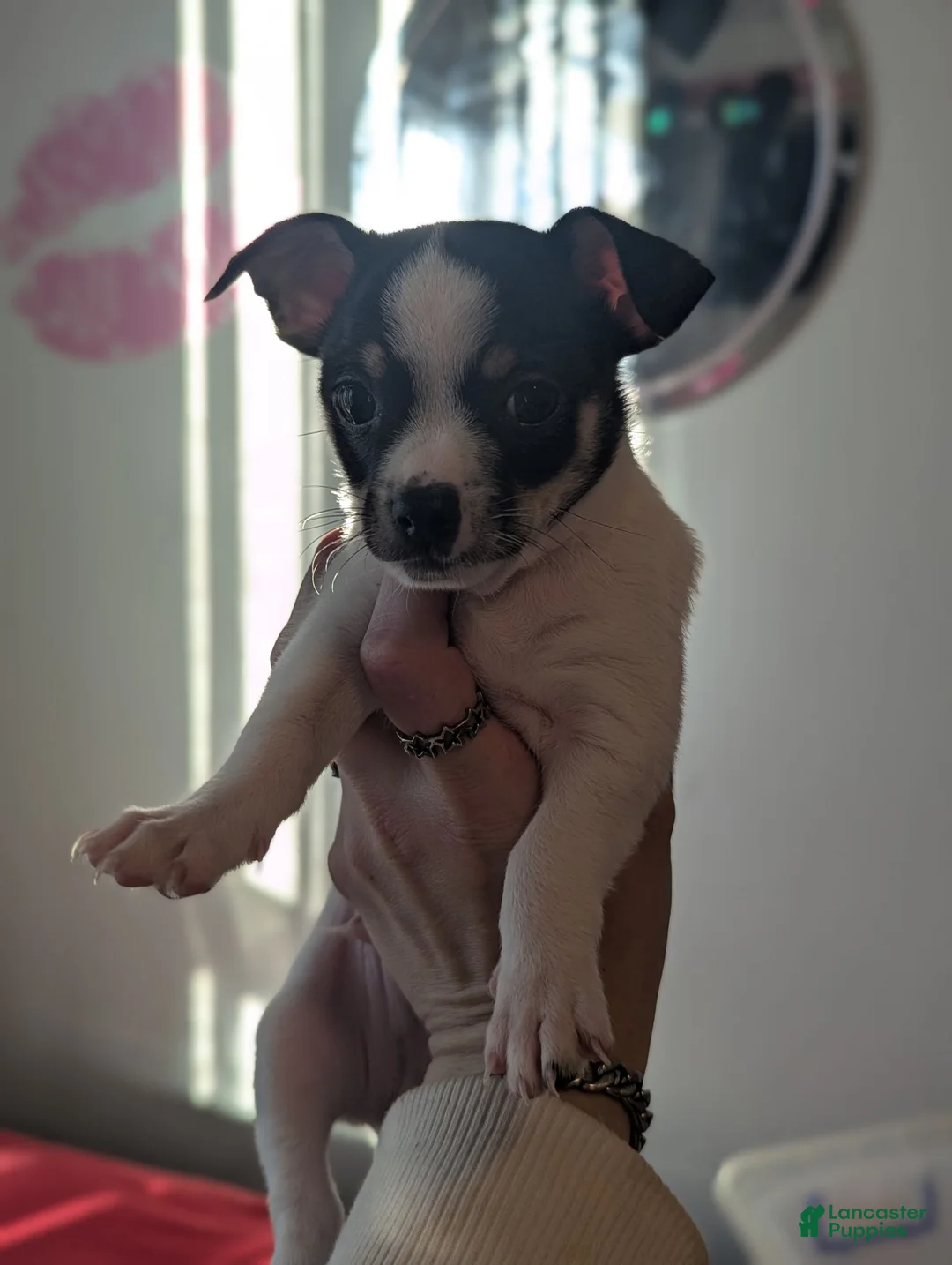 Mixed Breed dogs for sale: Cookie - Ad 2