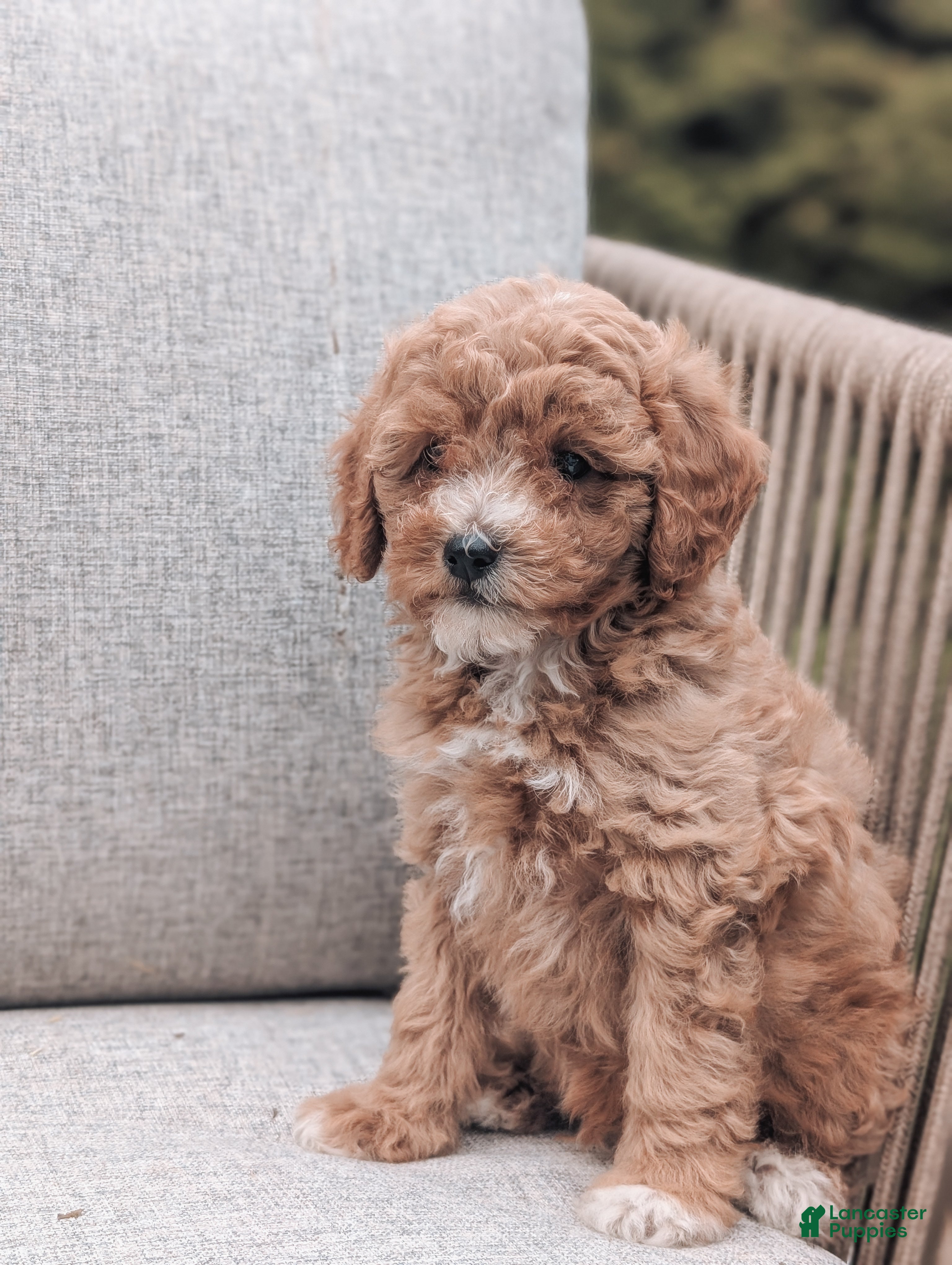 Bichpoo dogs Teddy  - Ad 2