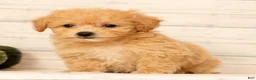 Bichpoo dogs for sale: Oaklynn - Ad 8