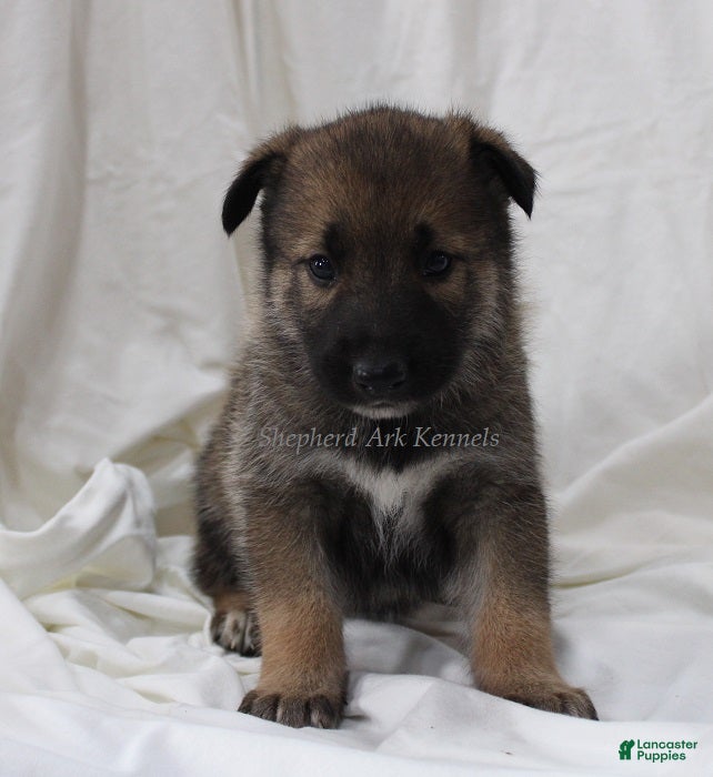 Gerberian Shepsky dogs Sable Female - Ad 1