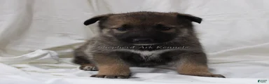 Sable Female