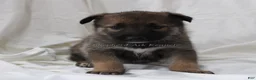 Gerberian Shepsky dogs for sale: Sable Female - Ad 1