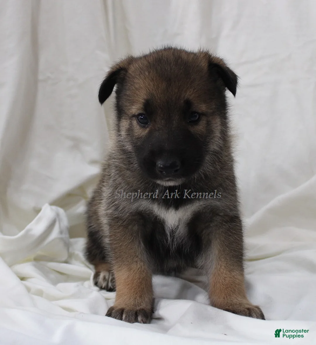 Gerberian Shepsky dogs for sale: Sable Female - Ad 1