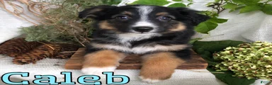 Mixed Breed 1